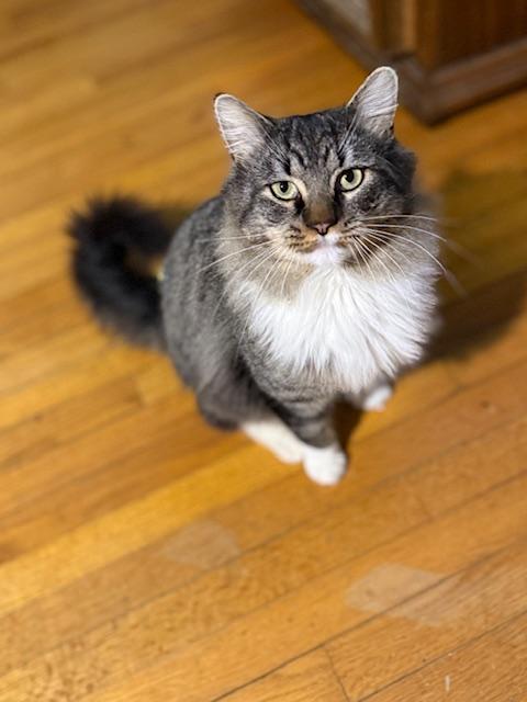Townes, an adopted Domestic Long Hair in Gaylordsville, CT image 1/3