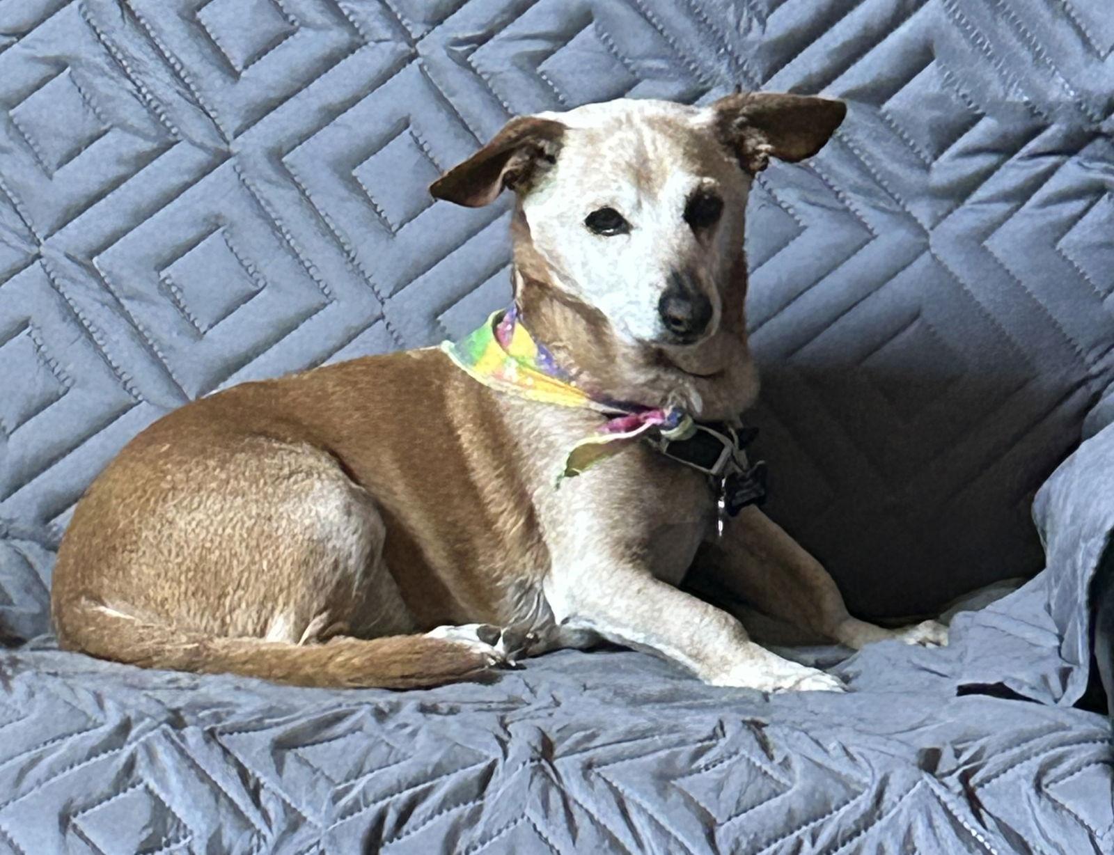 Enlarge Chauncey, a Adopted Dachshund in Doylestown, PA image 1/3