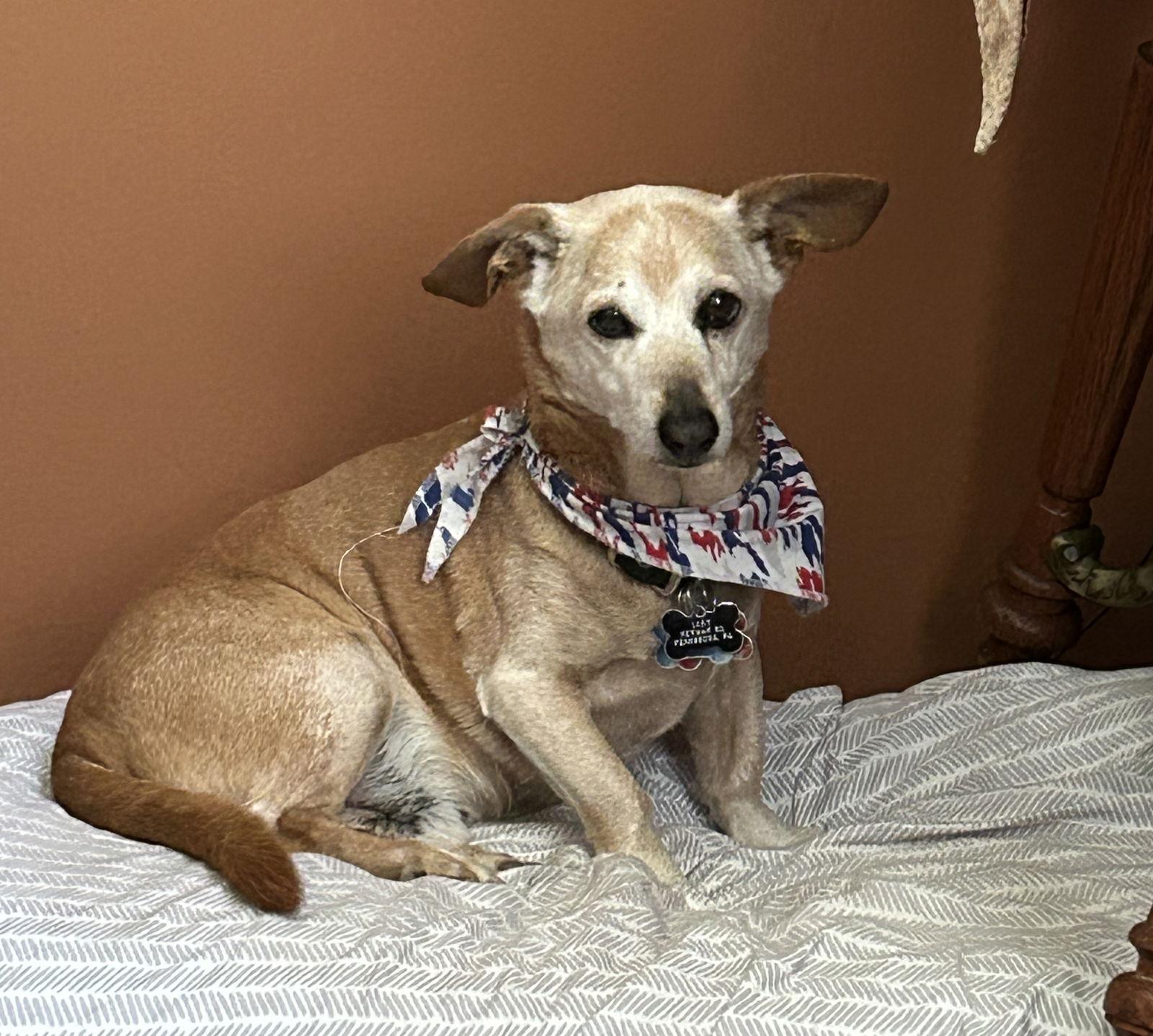 Enlarge Chauncey, a Adopted Dachshund in Doylestown, PA image 2/3