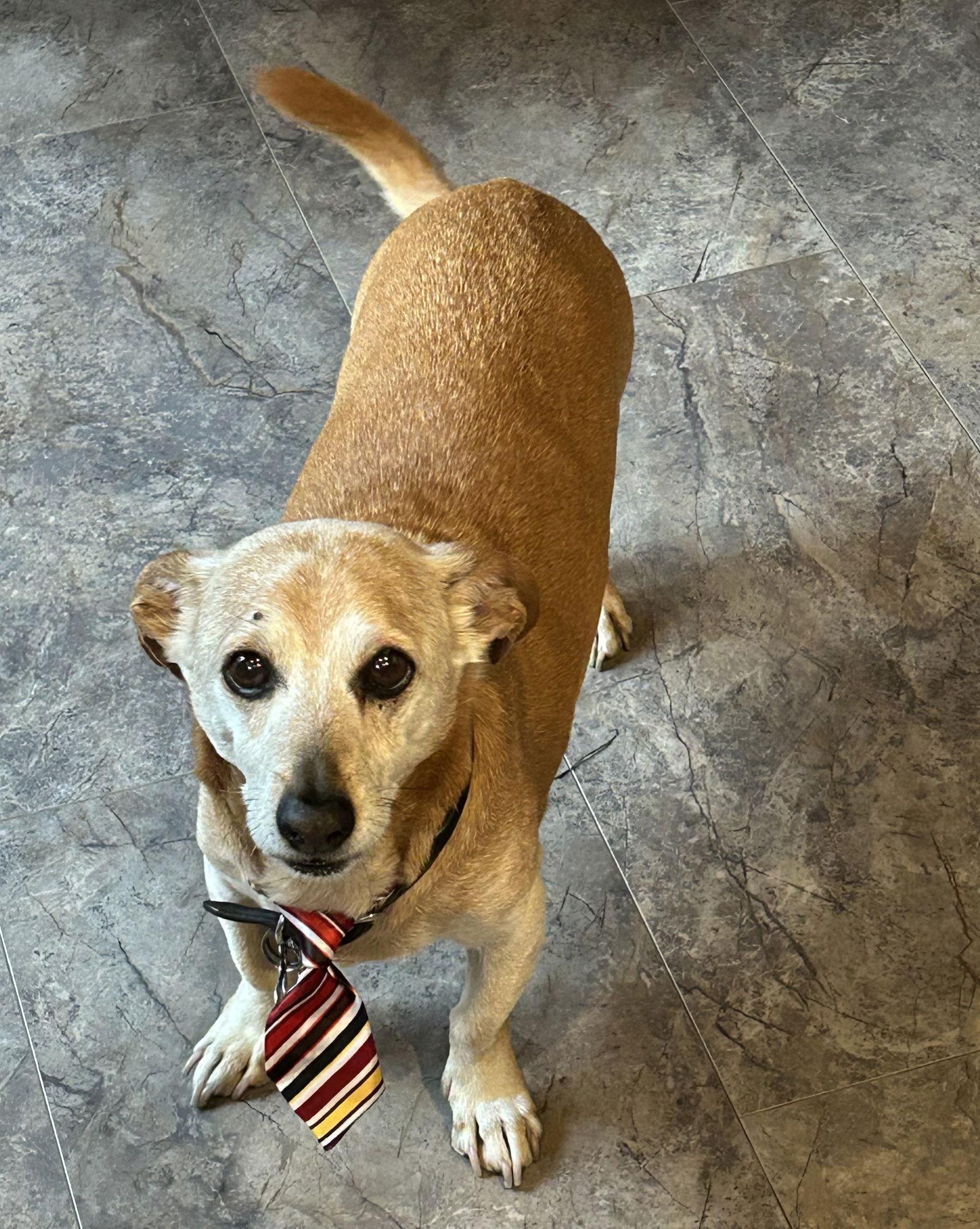 Enlarge Chauncey, a Adopted Dachshund in Doylestown, PA image 3/3