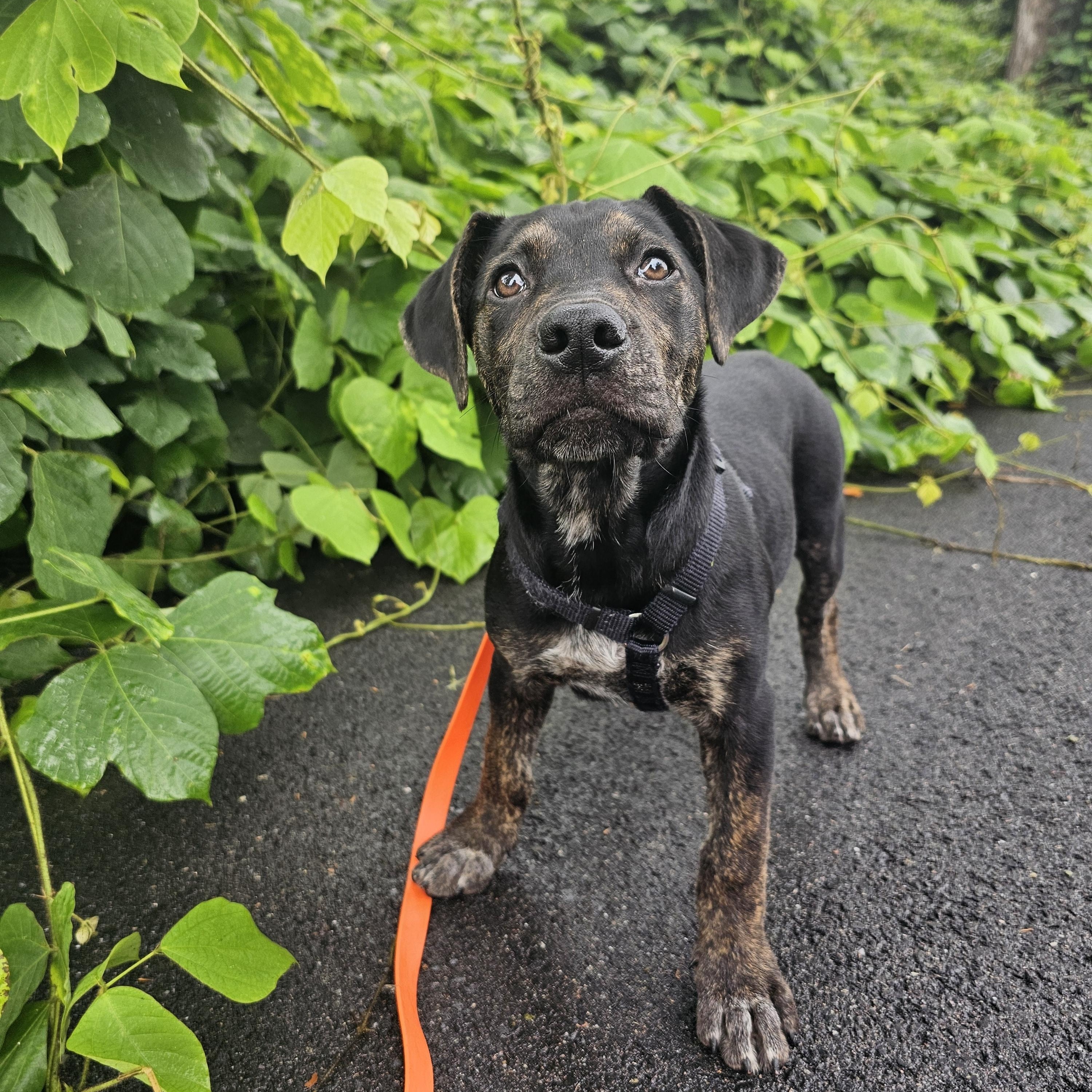 Ducky, a ADOPTABLE mixed breed in Richmond, VA image 3/6