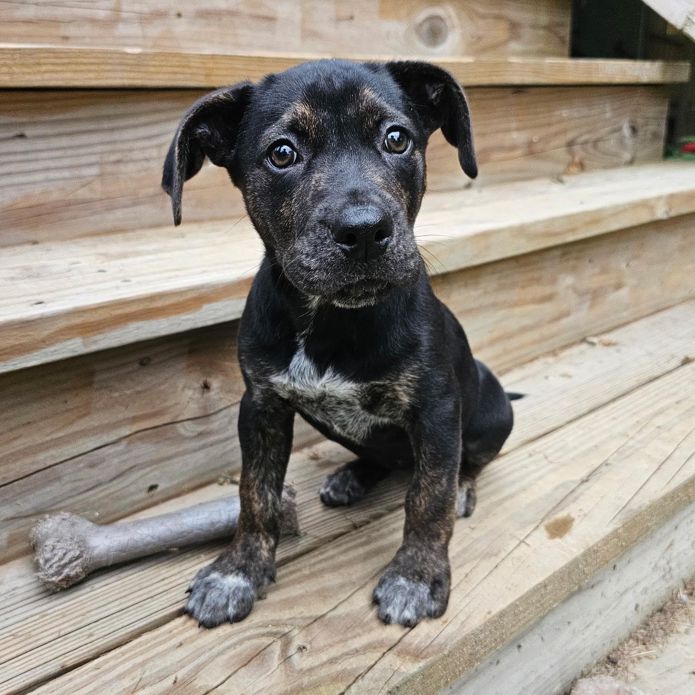 Ducky, a ADOPTABLE mixed breed in Richmond, VA image 6/6