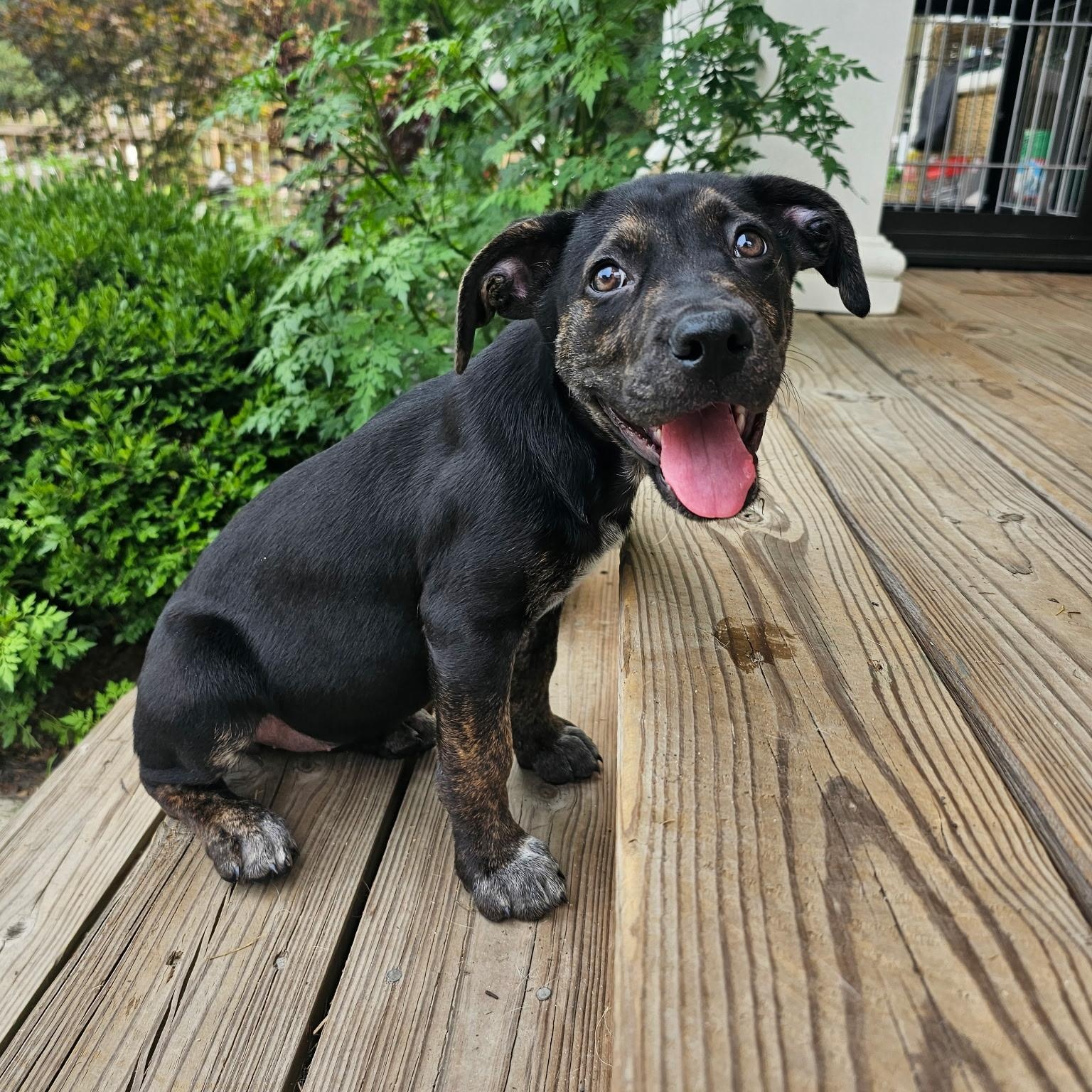 Ducky, a ADOPTABLE mixed breed in Richmond, VA image 4/6