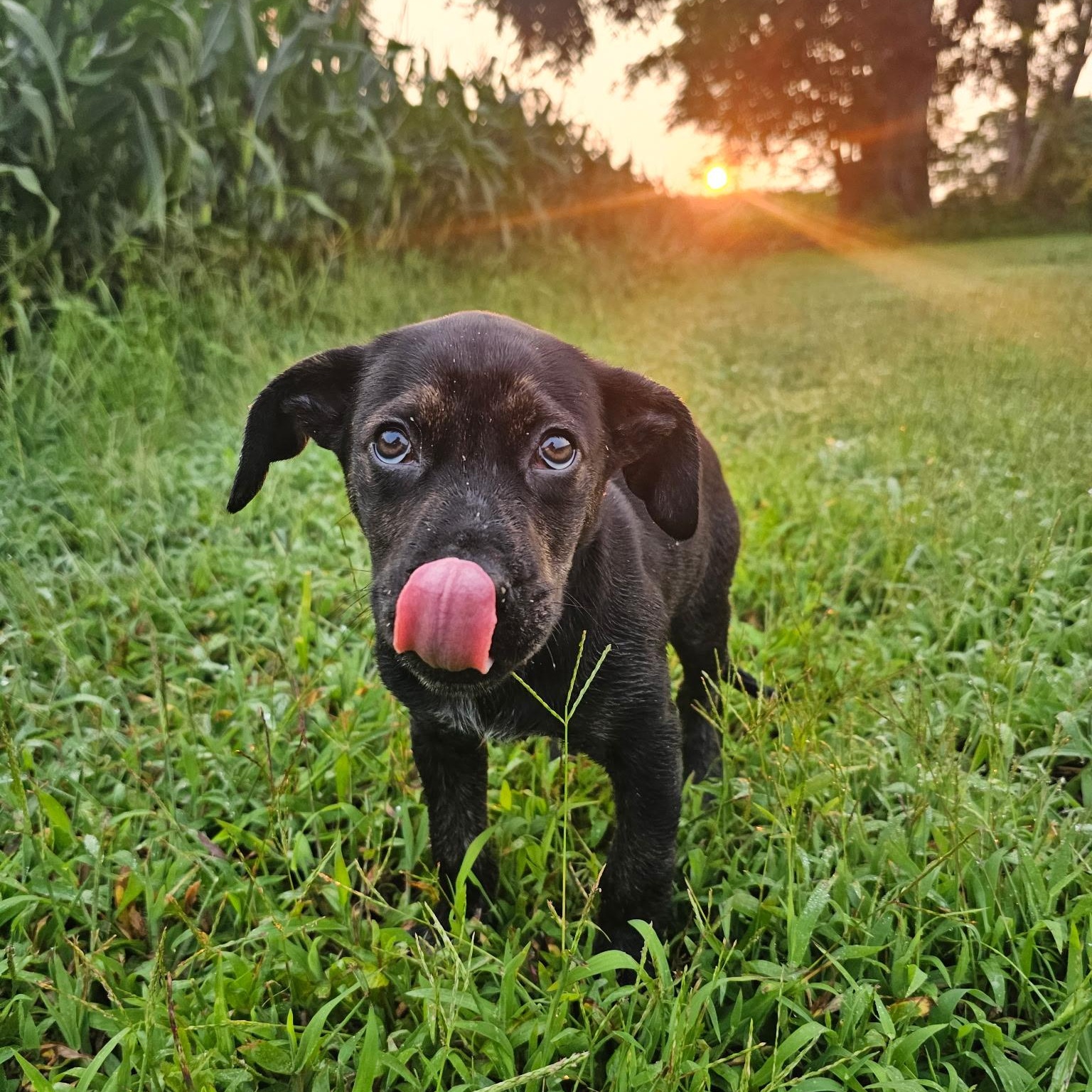 Ducky, a ADOPTABLE mixed breed in Richmond, VA image 2/6