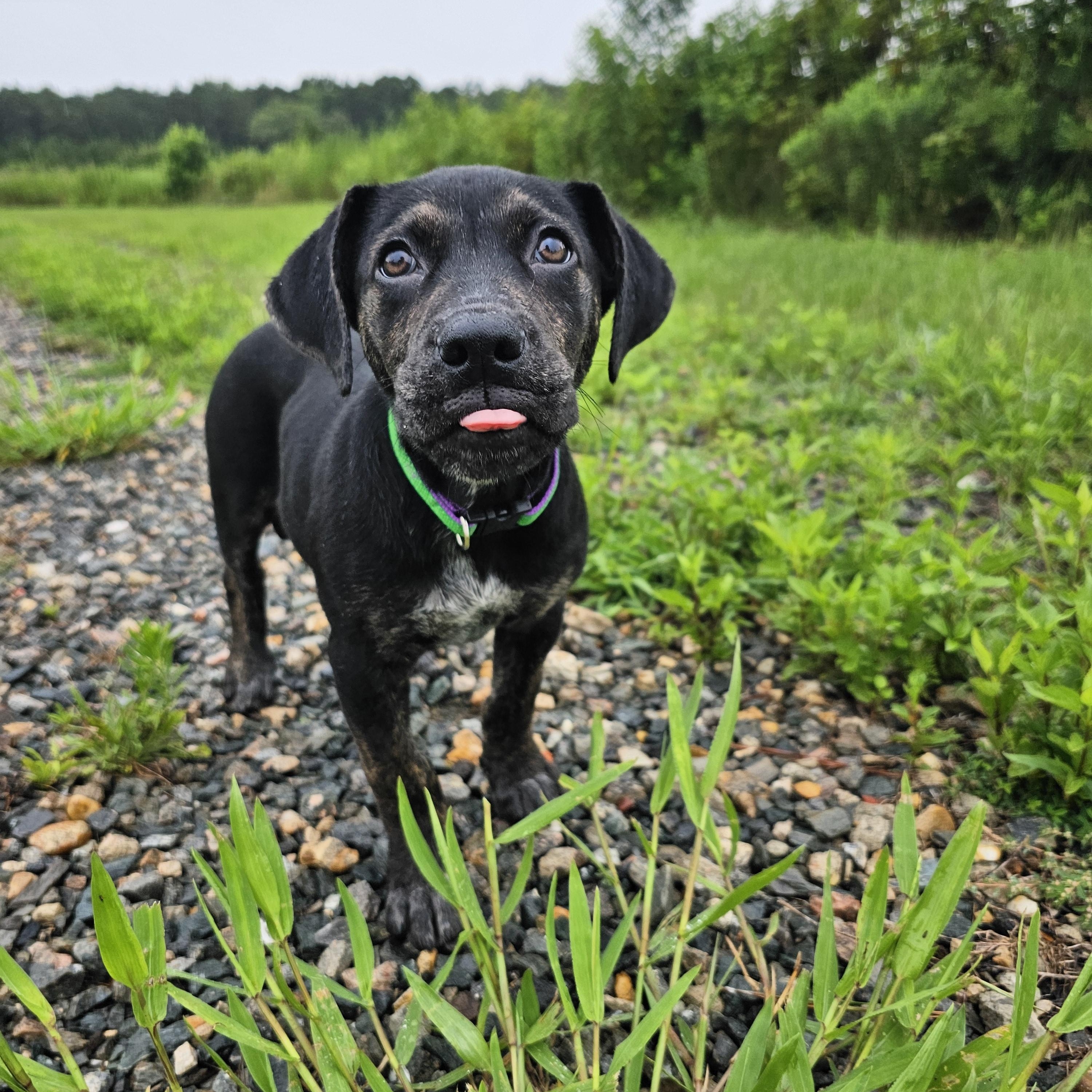 Ducky, a ADOPTABLE mixed breed in Richmond, VA image 4/6