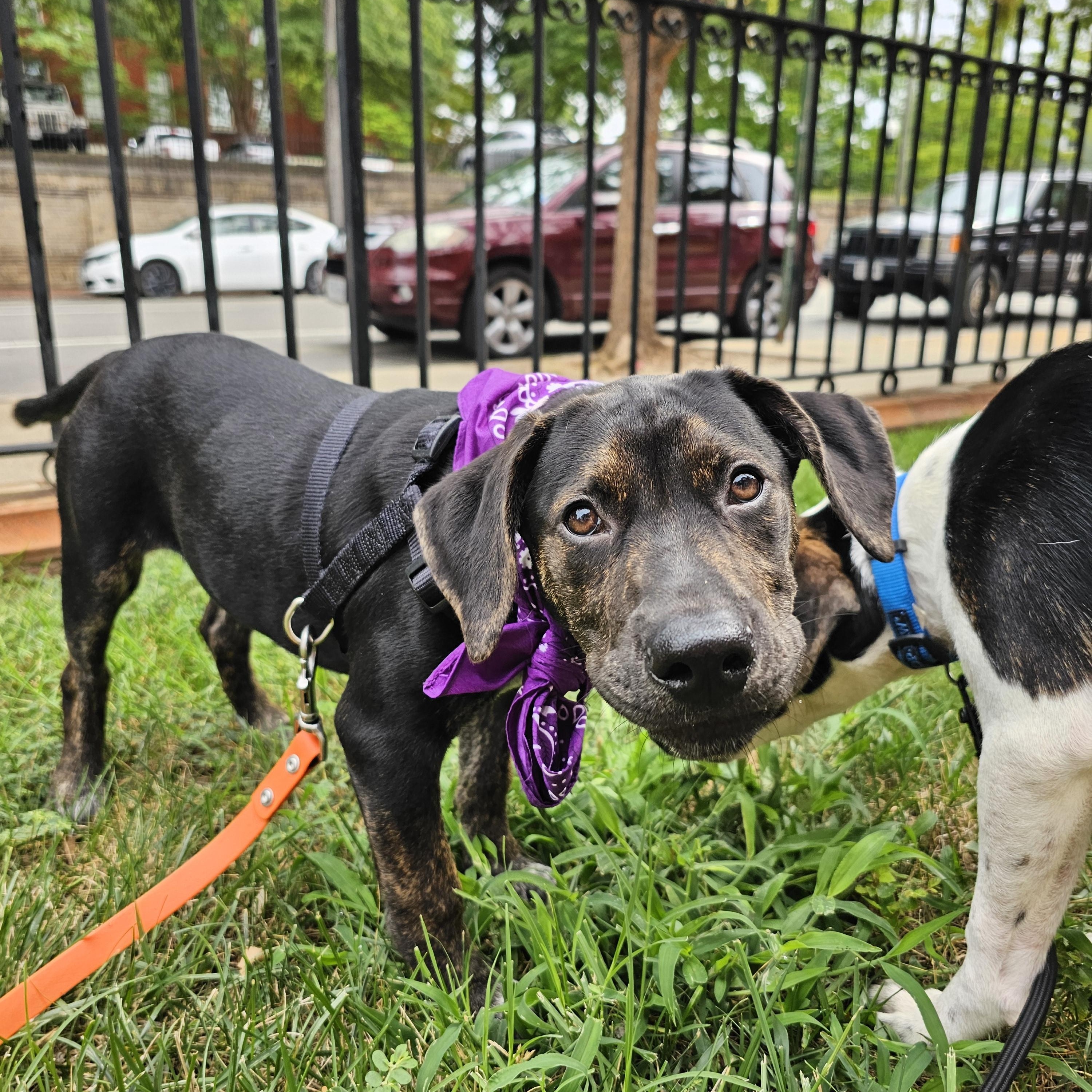 Ducky, a ADOPTABLE mixed breed in Richmond, VA image 6/6
