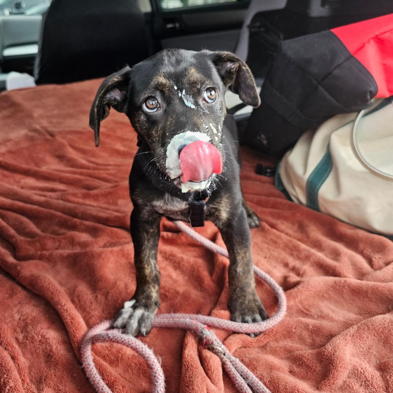 Ducky, a ADOPTABLE mixed breed in Richmond, VA image 5/6