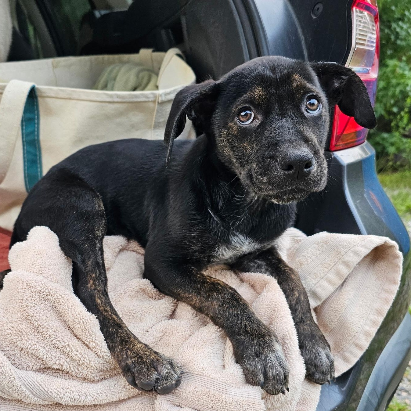 Ducky, a ADOPTABLE mixed breed in Richmond, VA image 3/6