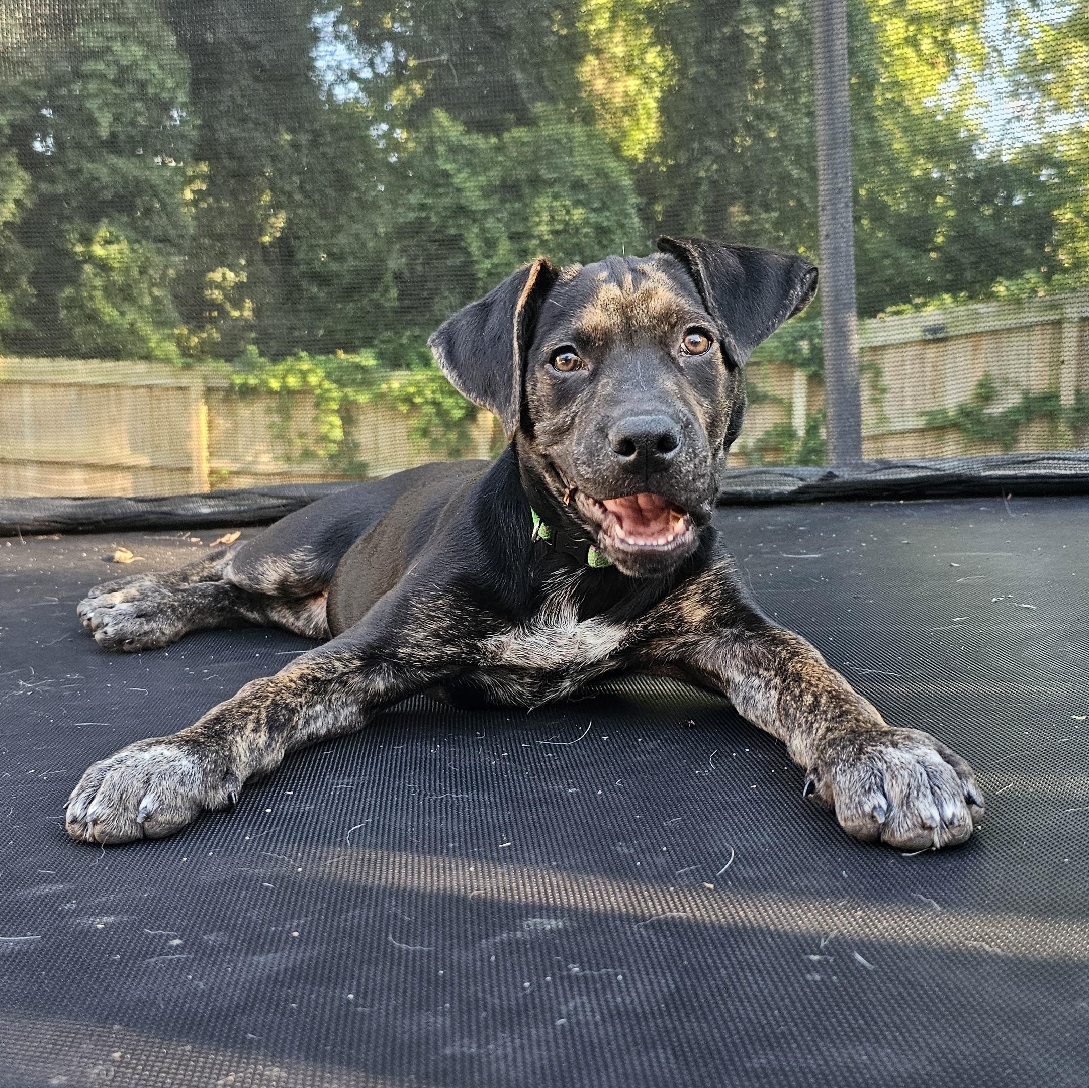 Enlarge Ducky, a Adoptable mixed breed in Richmond, VA image 1/6