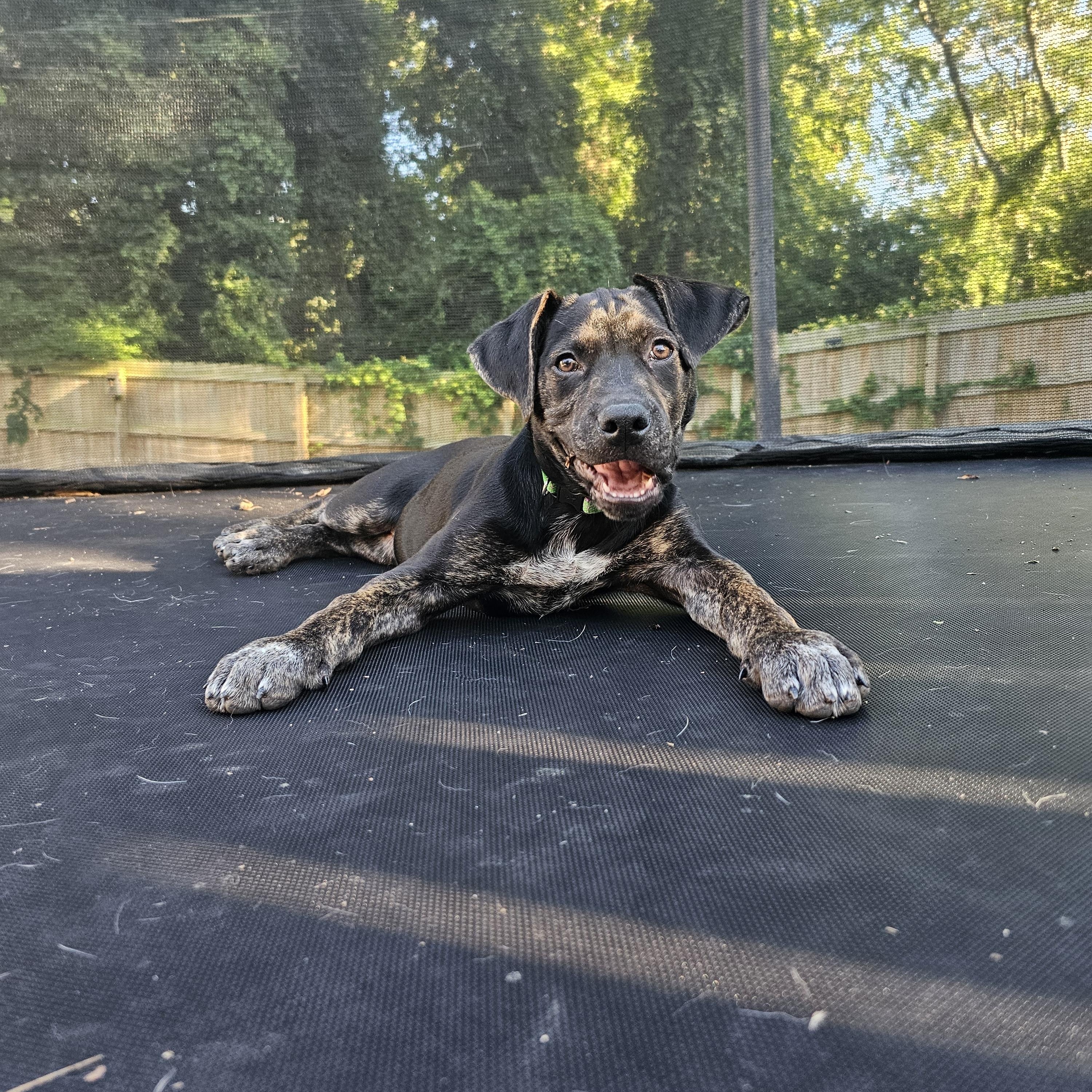 Ducky, a ADOPTABLE mixed breed in Richmond, VA image 1/6