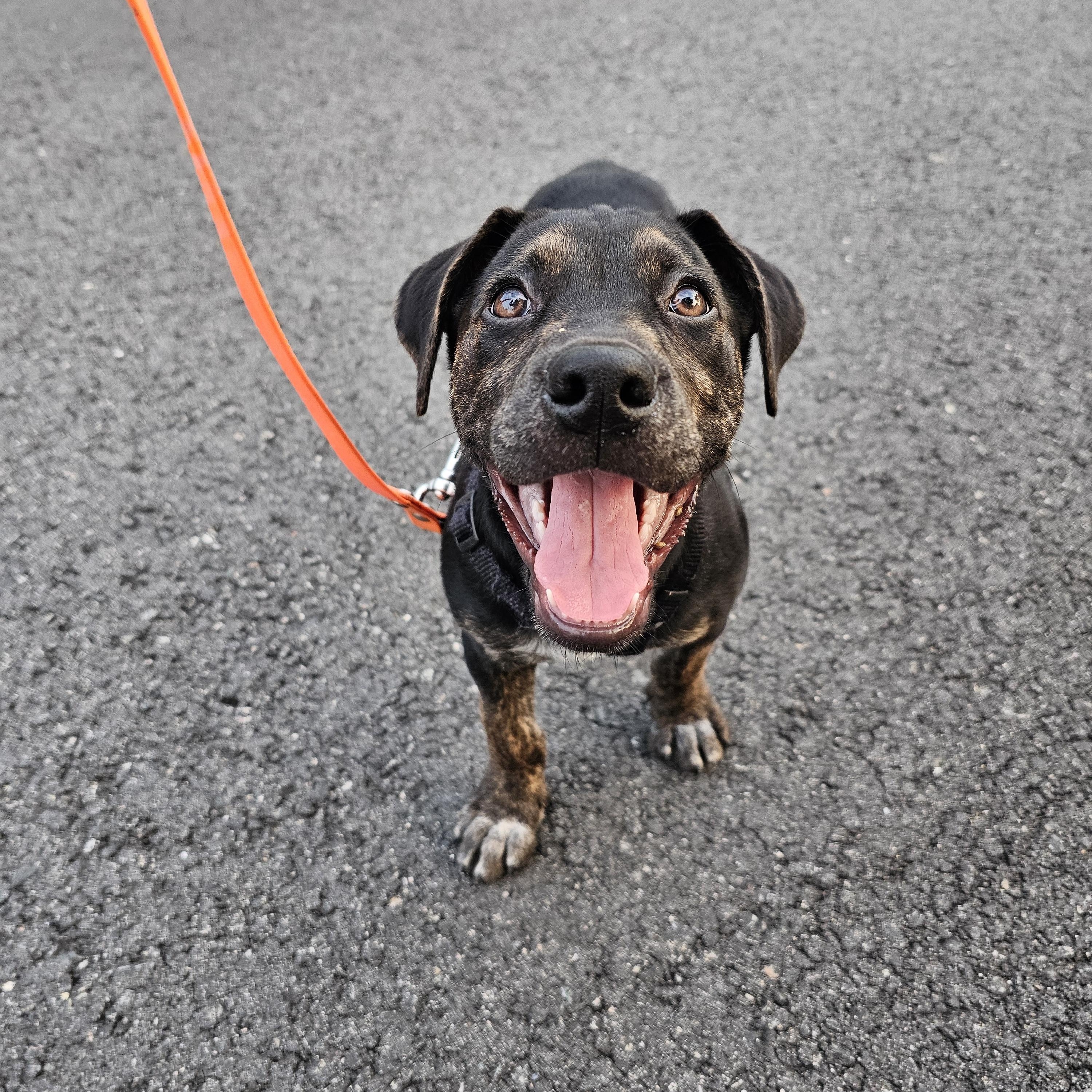 Ducky, a ADOPTABLE mixed breed in Richmond, VA image 2/6