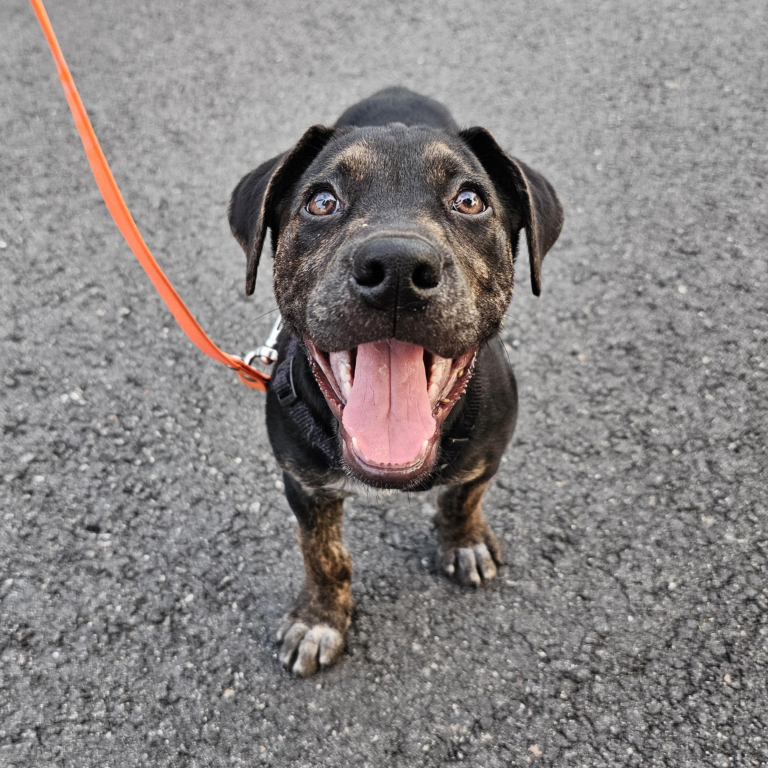 Enlarge Ducky, a Adoptable mixed breed in Richmond, VA image 2/6