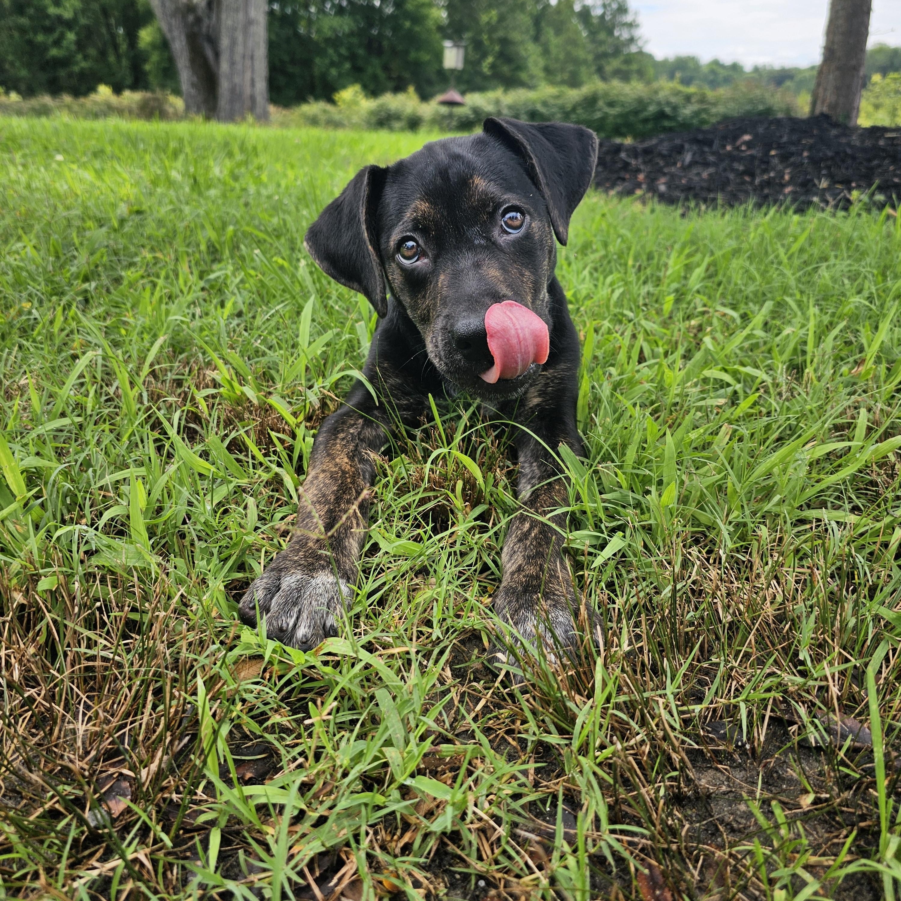 Ducky, a ADOPTABLE mixed breed in Richmond, VA image 5/6
