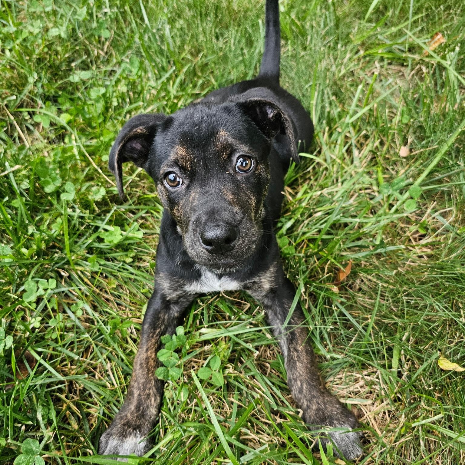 Ducky, a ADOPTABLE mixed breed in Richmond, VA image 1/6