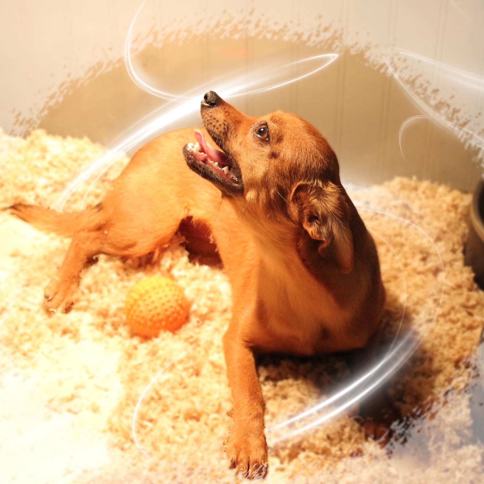 Peanut, ADOPTABLE, Puppy Female Mixed Breed & Chihuahua.