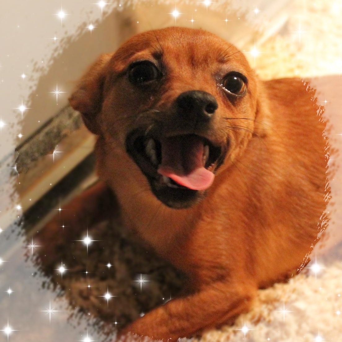 Peanut, a ADOPTABLE mixed breed in Amelia, OH image 2/2