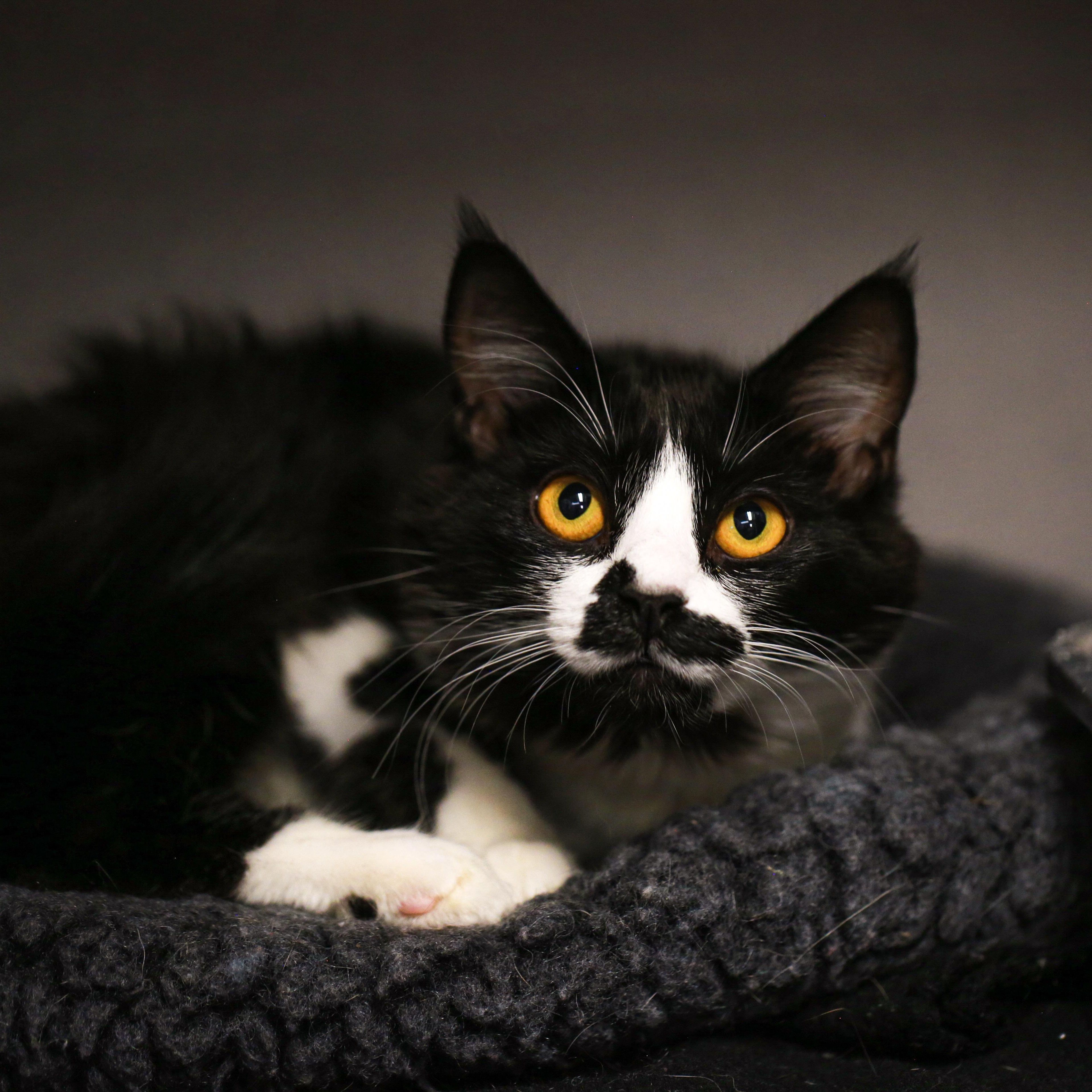 Enlarge Georgie- Softest Coat, a ADOPTABLE Domestic Medium Hair in Grass Valley, CA image 1/3