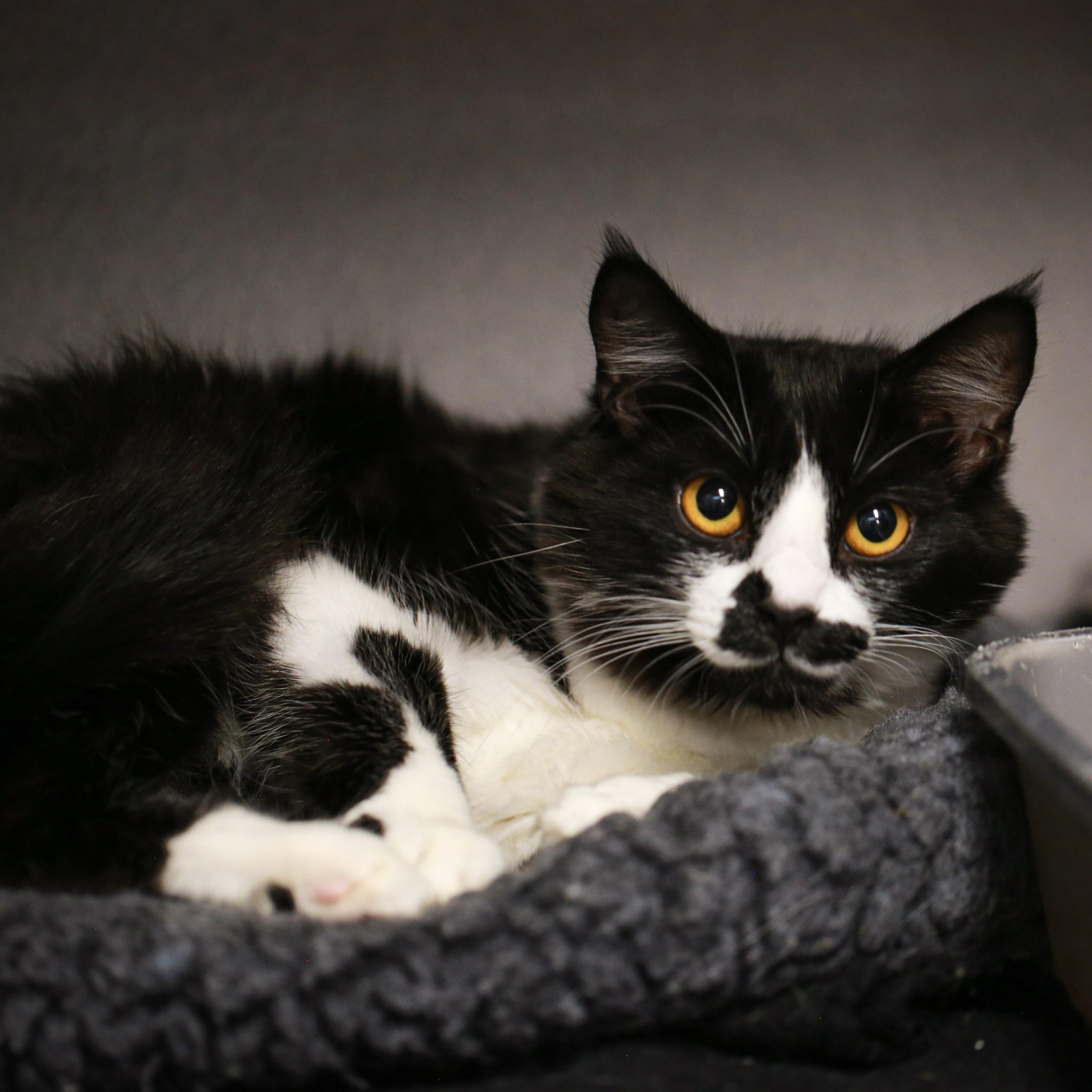 Enlarge Georgie- Softest Coat, a ADOPTABLE Domestic Medium Hair in Grass Valley, CA image 3/3
