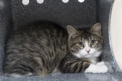 Enlarge 3413B Hayden- Barn Cat, a Adoptable mixed breed in North Charleston, SC image 1/3