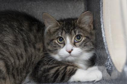 Enlarge 3413B Hayden- Barn Cat, a Adoptable mixed breed in North Charleston, SC image 2/3