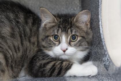 Enlarge 3413B Hayden- Barn Cat, a Adoptable mixed breed in North Charleston, SC image 3/3