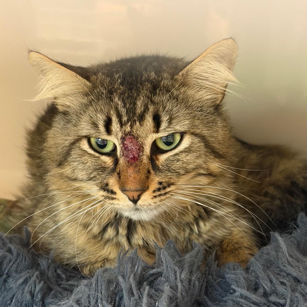 Enlarge Roger, a Adoptable Domestic Long Hair in Watertown, NY image 1/1