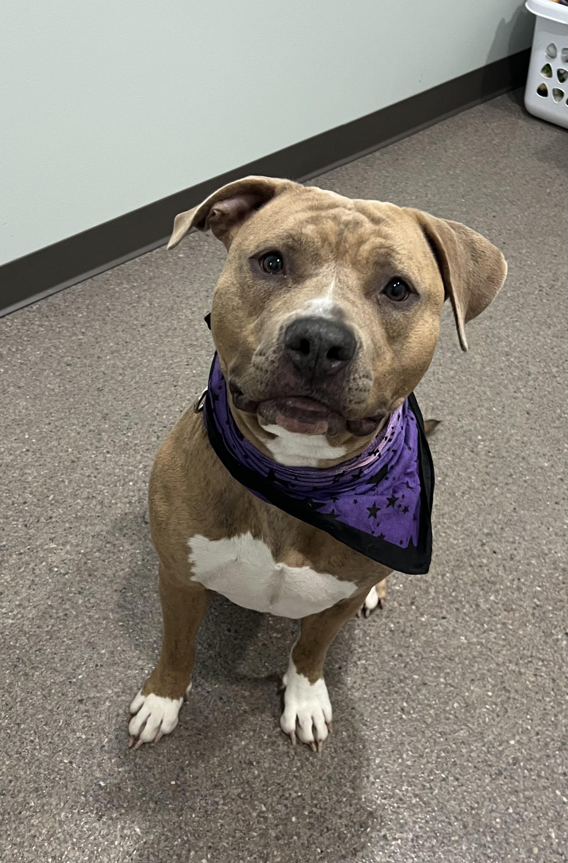 Enlarge Morgan, a Adoptable mixed breed in Sault Sainte Marie, MI image 2/2