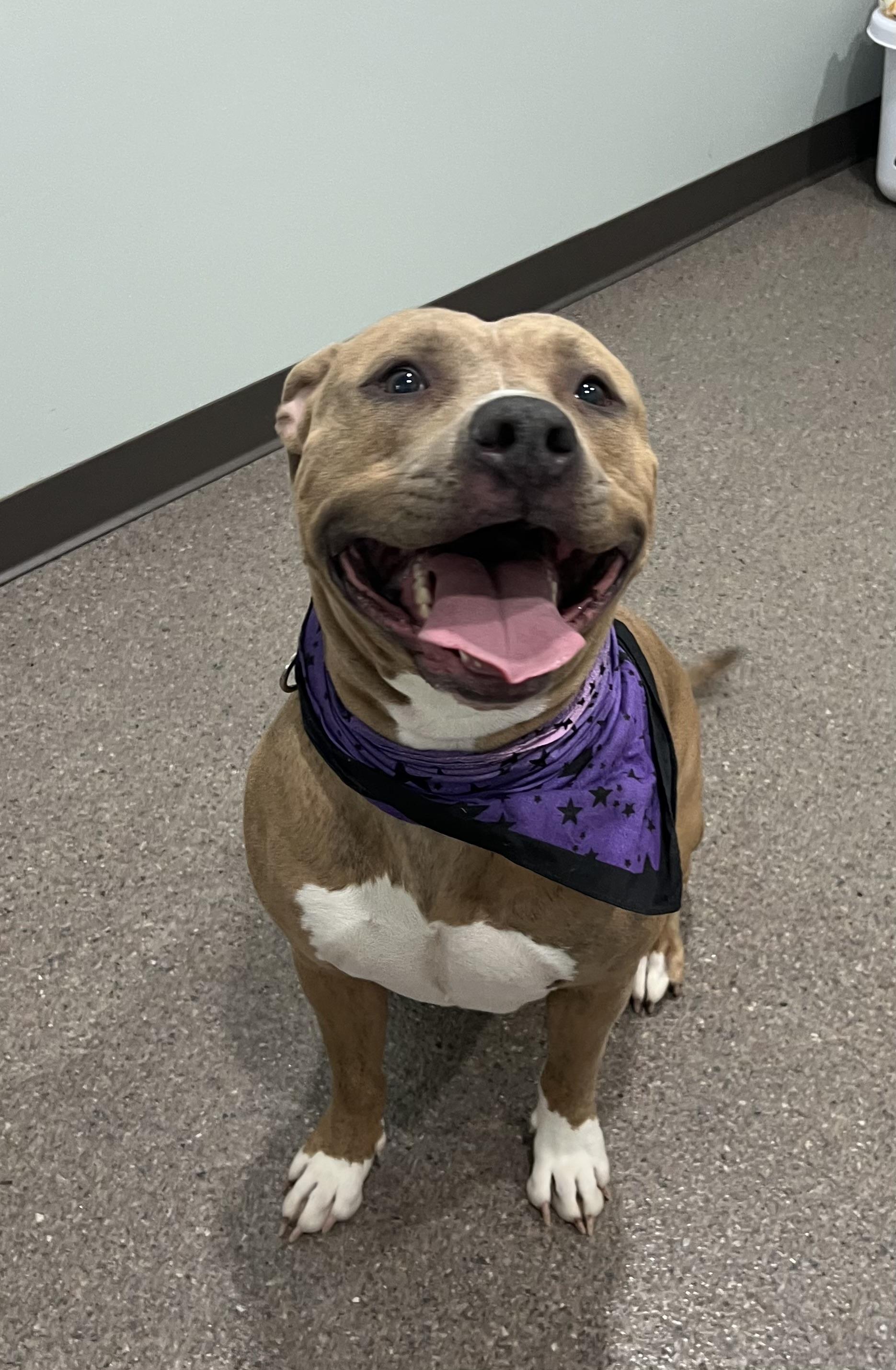 Morgan, Adult Female Pit Bull Terrier