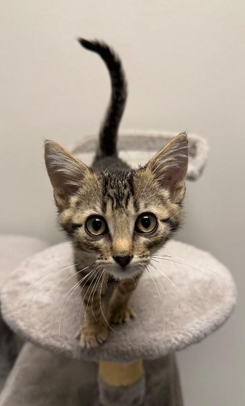 Todd, Adoptable, Young Male Domestic Short Hair.