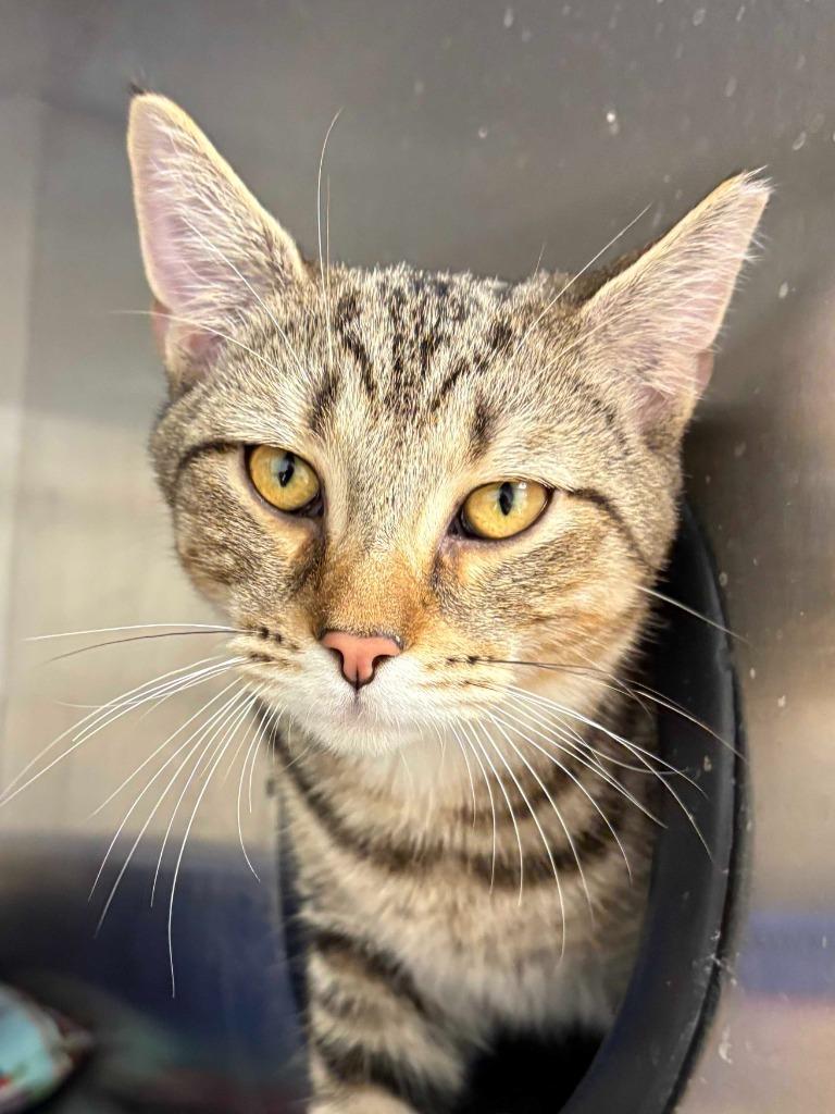 James, Adoptable, Young Male Domestic Short Hair.