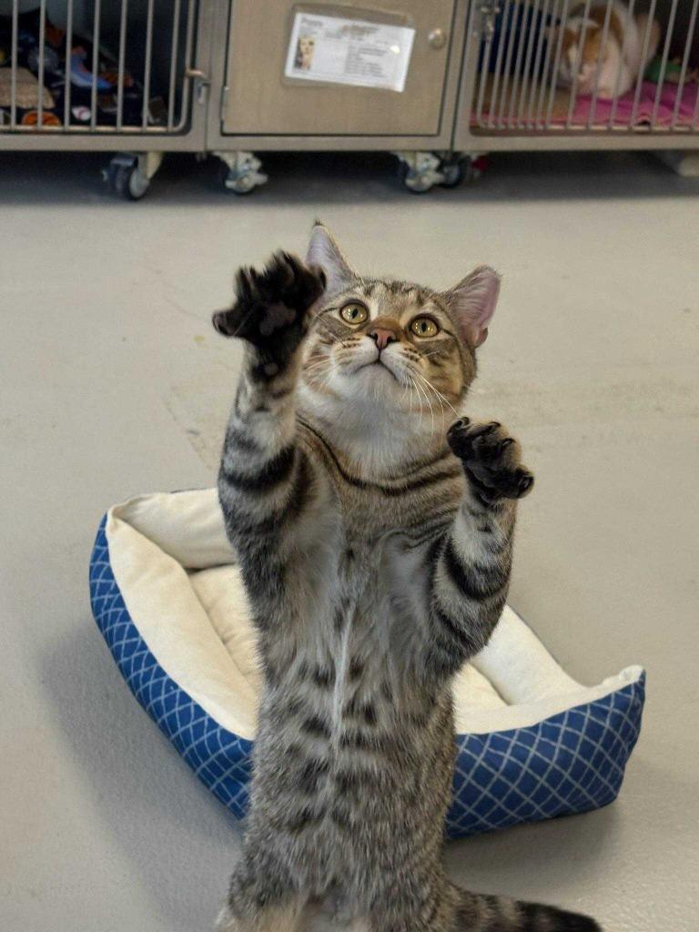 Enlarge James, a Adoptable mixed breed in New Kensington, PA image 2/6