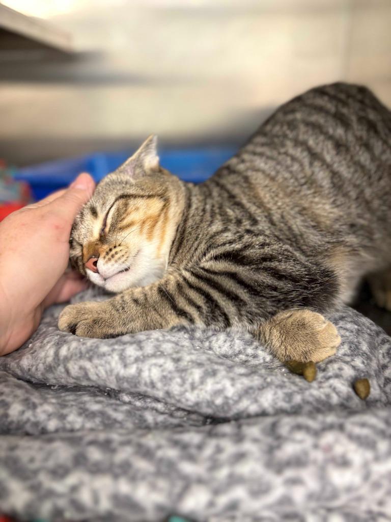 Enlarge James, a Adoptable mixed breed in New Kensington, PA image 3/6