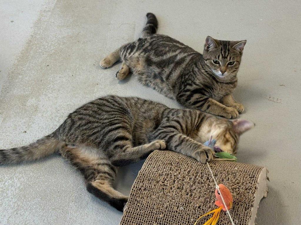 Enlarge James, a Adoptable mixed breed in New Kensington, PA image 4/6