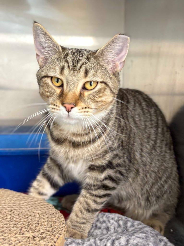 Enlarge James, a Adoptable mixed breed in New Kensington, PA image 5/6