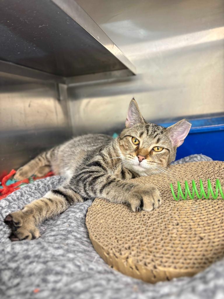 Enlarge James, a Adoptable mixed breed in New Kensington, PA image 6/6