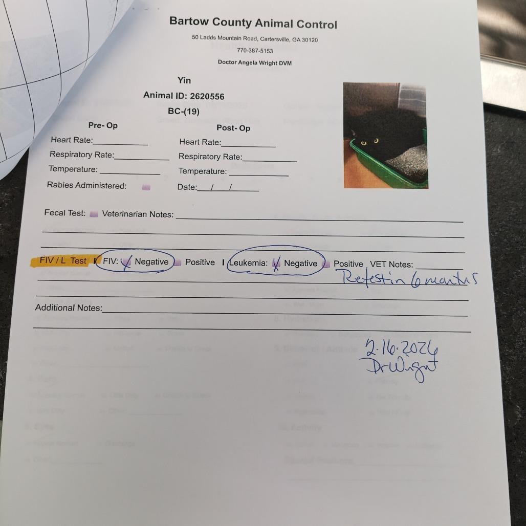 Enlarge Yin, a Adoptable mixed breed in Atlanta, GA image 1/5