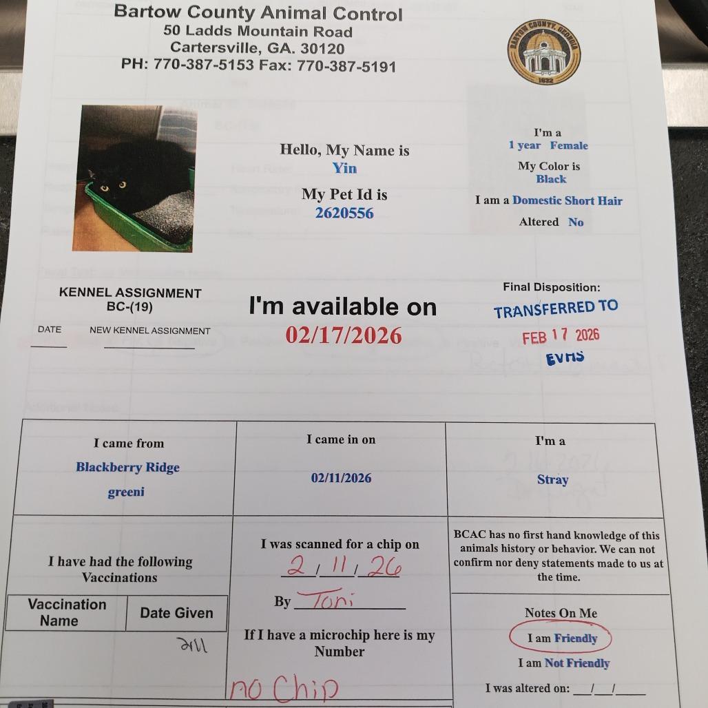 Enlarge Yin, a Adoptable mixed breed in Atlanta, GA image 2/5