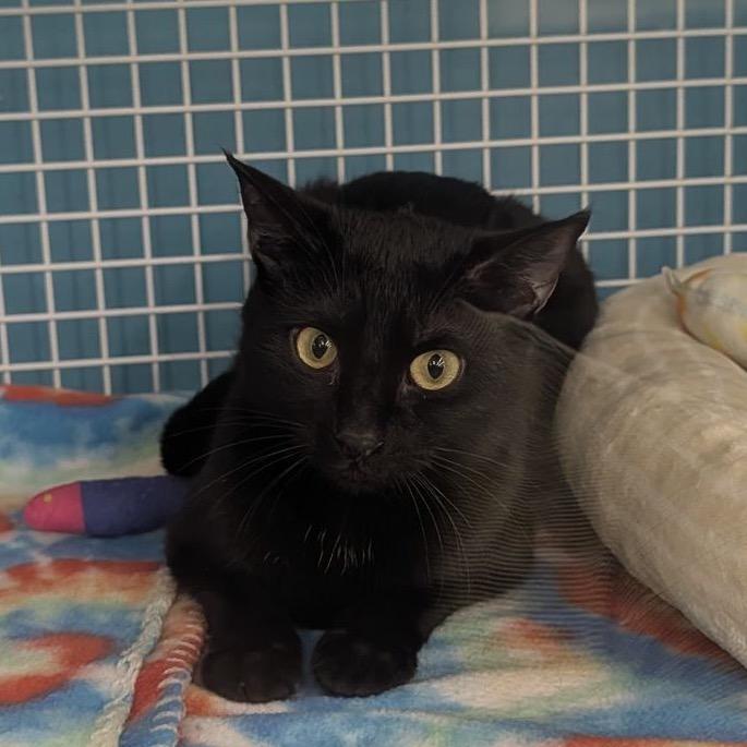 Enlarge Yin, a Adoptable mixed breed in Atlanta, GA image 3/5