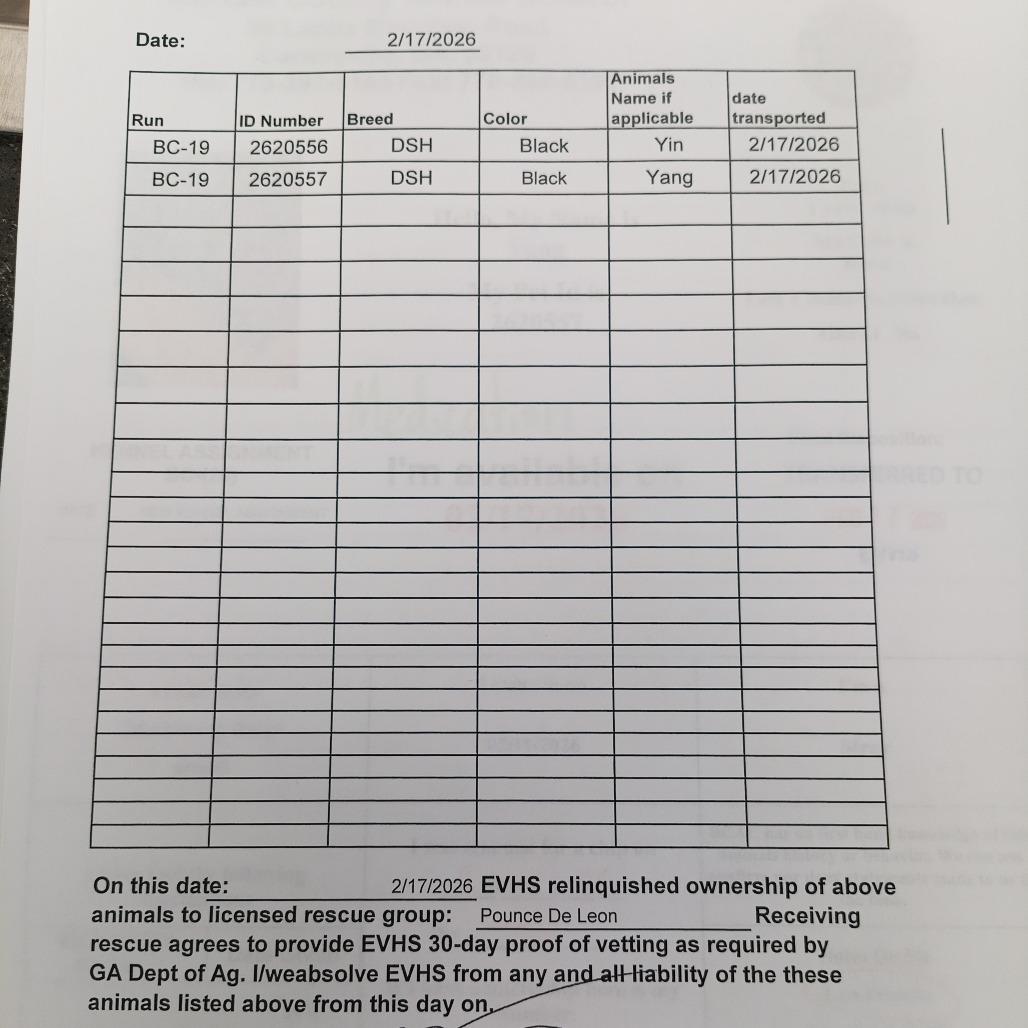 Enlarge Yin, a Adoptable mixed breed in Atlanta, GA image 4/5