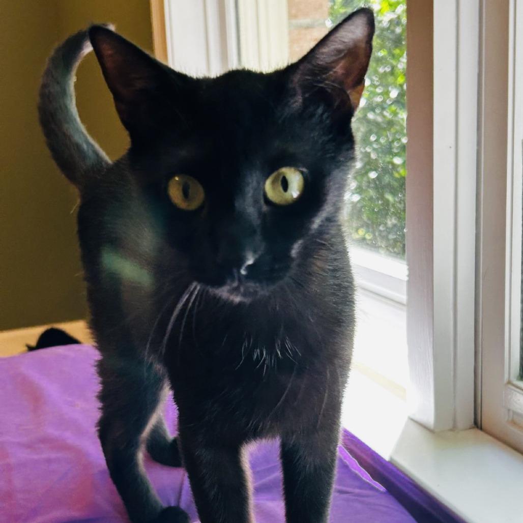 Yin, a Adoptable mixed breed in Marietta, GA image 5/6