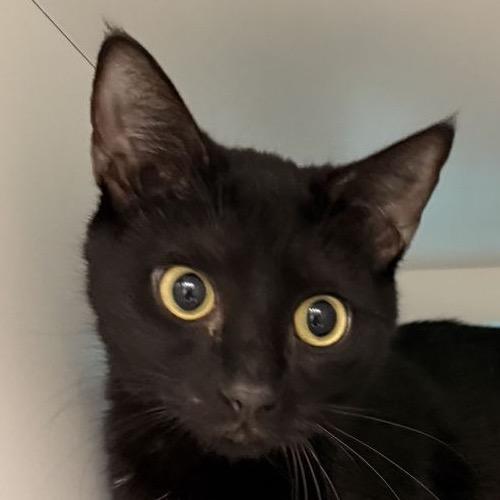 Enlarge Yin, a Adoptable mixed breed in Atlanta, GA image 5/5