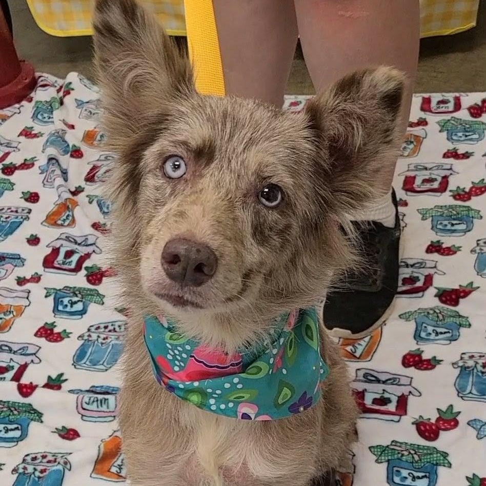 Daisy, ADOPTABLE, Adult Female Australian Shepherd.