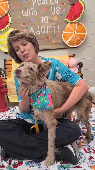 Enlarge Daisy, a ADOPTABLE mixed breed in Woolwich, ME video 2/2