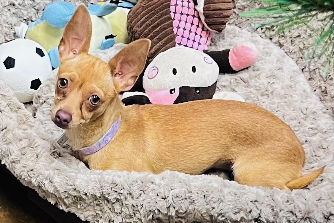 Enlarge Zoe , an adopted Chihuahua in Council Bluffs, IA image 1/1