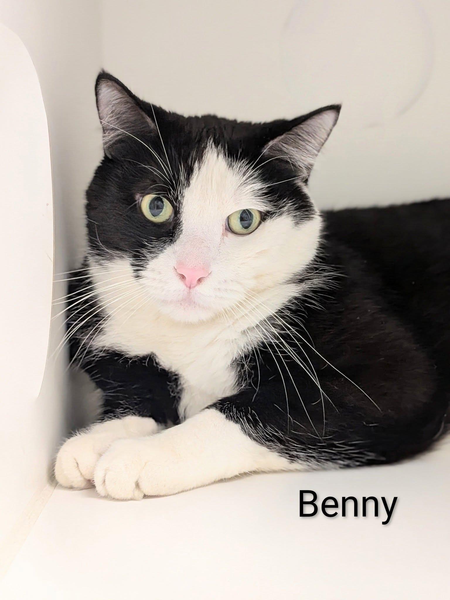 Enlarge Benny, a Adoptable Domestic Short Hair in Flint, MI image 1/1