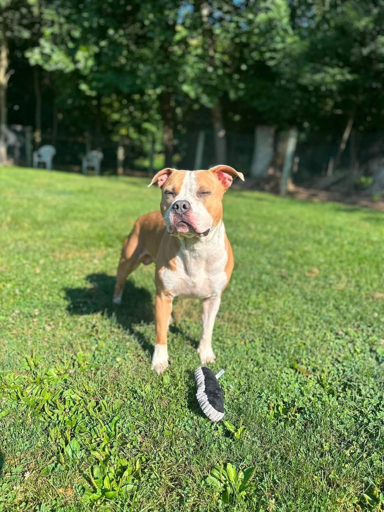 Springsteen, Adopted, Young Male Pit Bull Terrier.