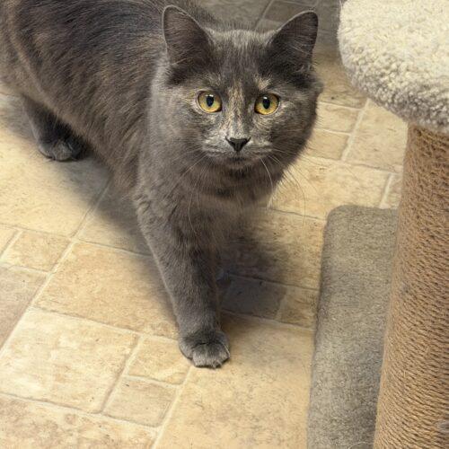 Belle, Adoptable, Kitten Female Dilute Tortoiseshell & Domestic Medium Hair.