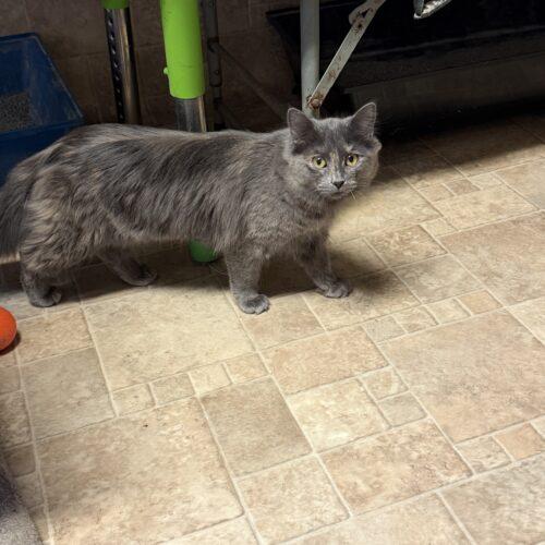 Enlarge Belle, a Adoptable mixed breed in New Market, MN image 2/6