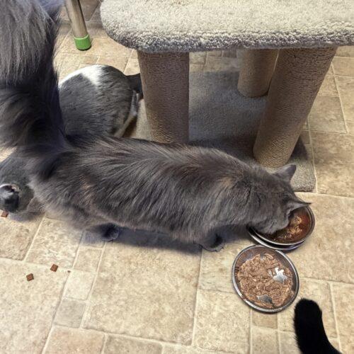 Enlarge Belle, a Adoptable mixed breed in New Market, MN image 3/6