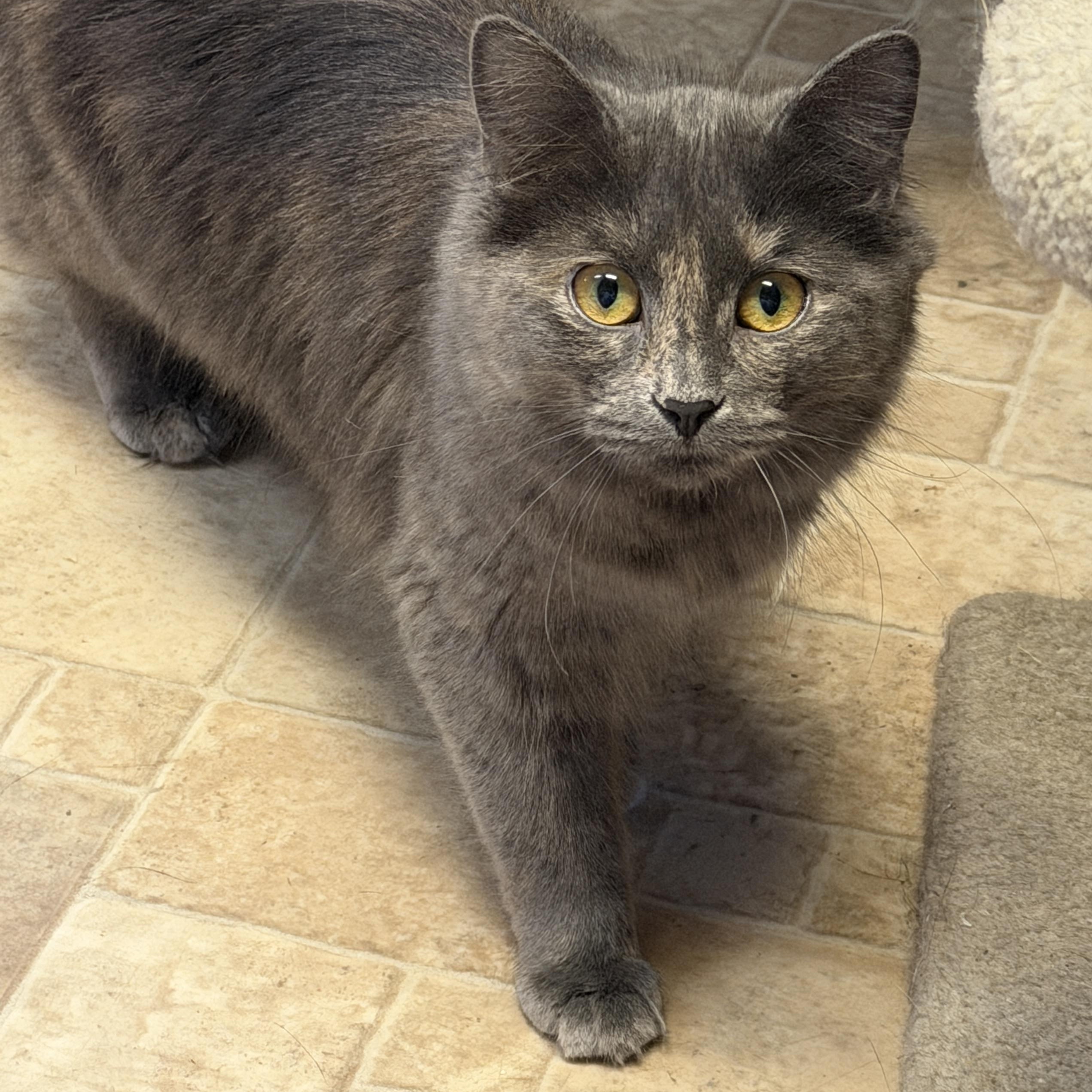 Belle, adoptable, Young Female Dilute Tortoiseshell.